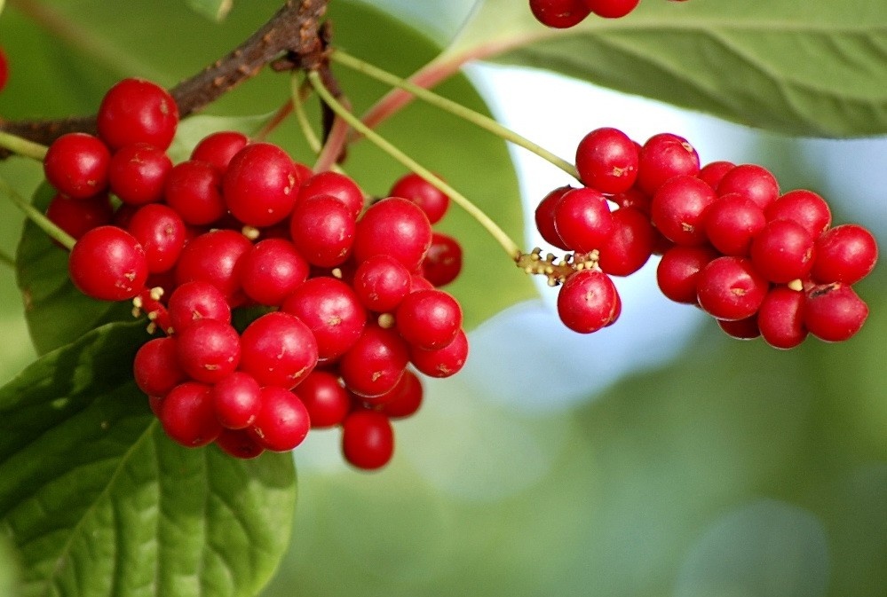 Schisandra Chinensis