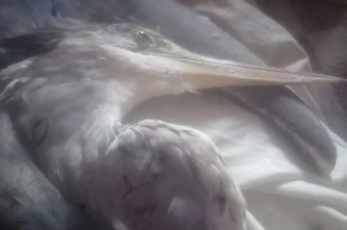    В волгоградском «Птичьем острове» вслед за аистом погибла цапля Чучундра