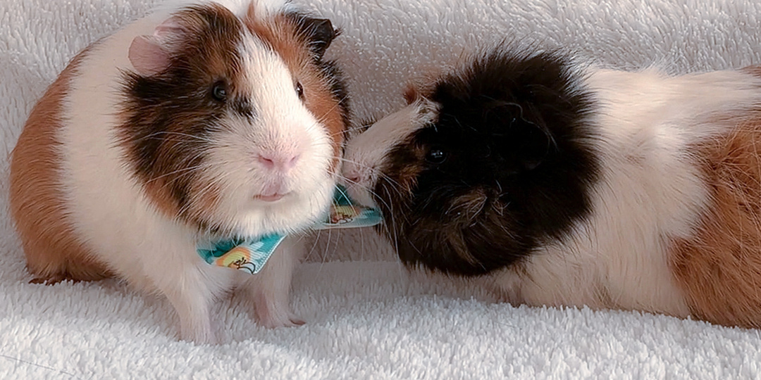 Как нервная система формирует характер наших питомцев и даже нас самих. Рассказываю на примере своих морских свинок