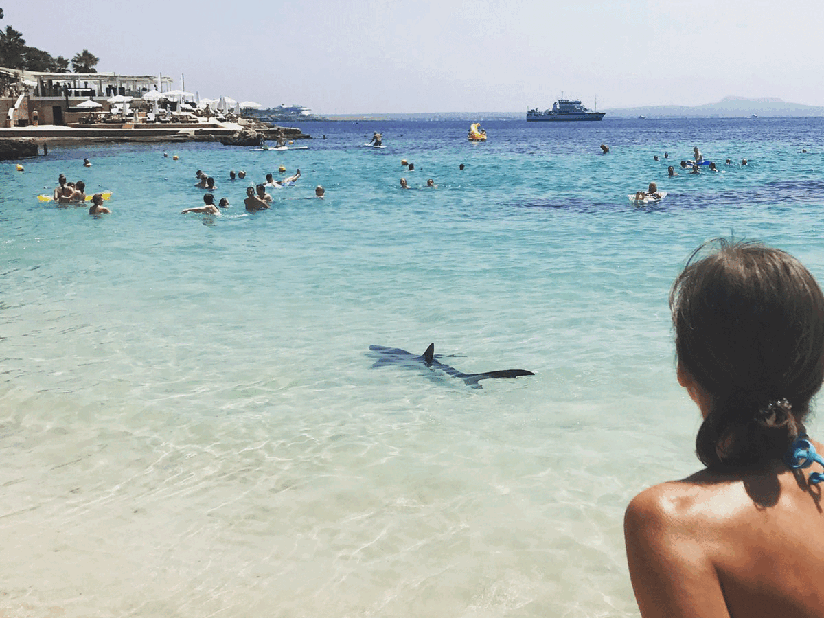 Источник https://static.independent.co.uk/s3fs-public/thumbnails/image/2017/06/26/11/shark-majorca-crop.gif?quality=75&width=1200&auto=webp