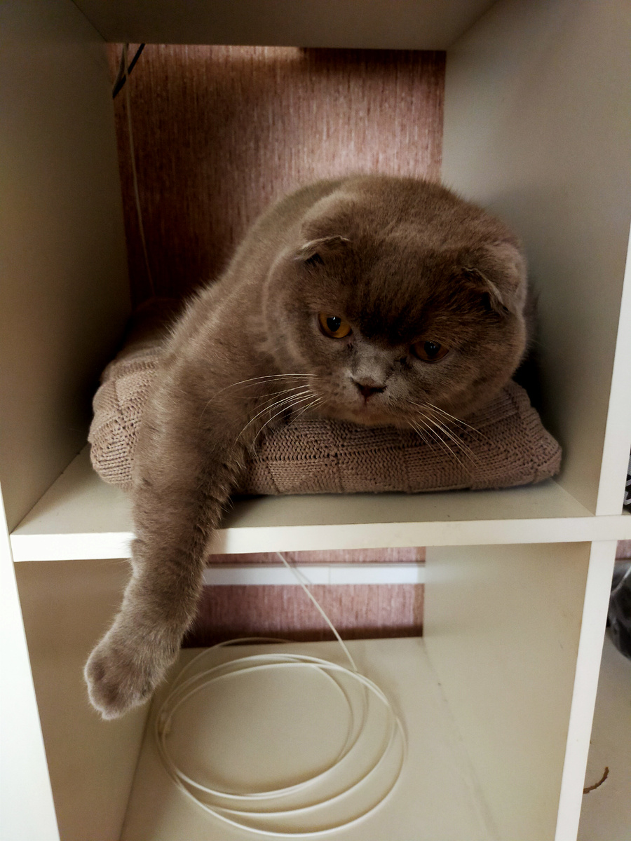 На полках шкафа самое удобное место.