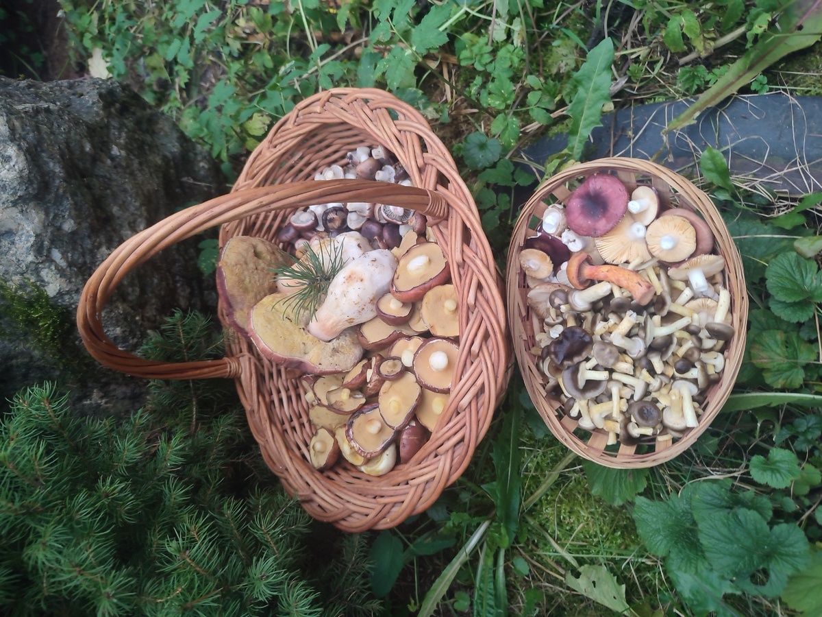   Автор фото Елена Соколова