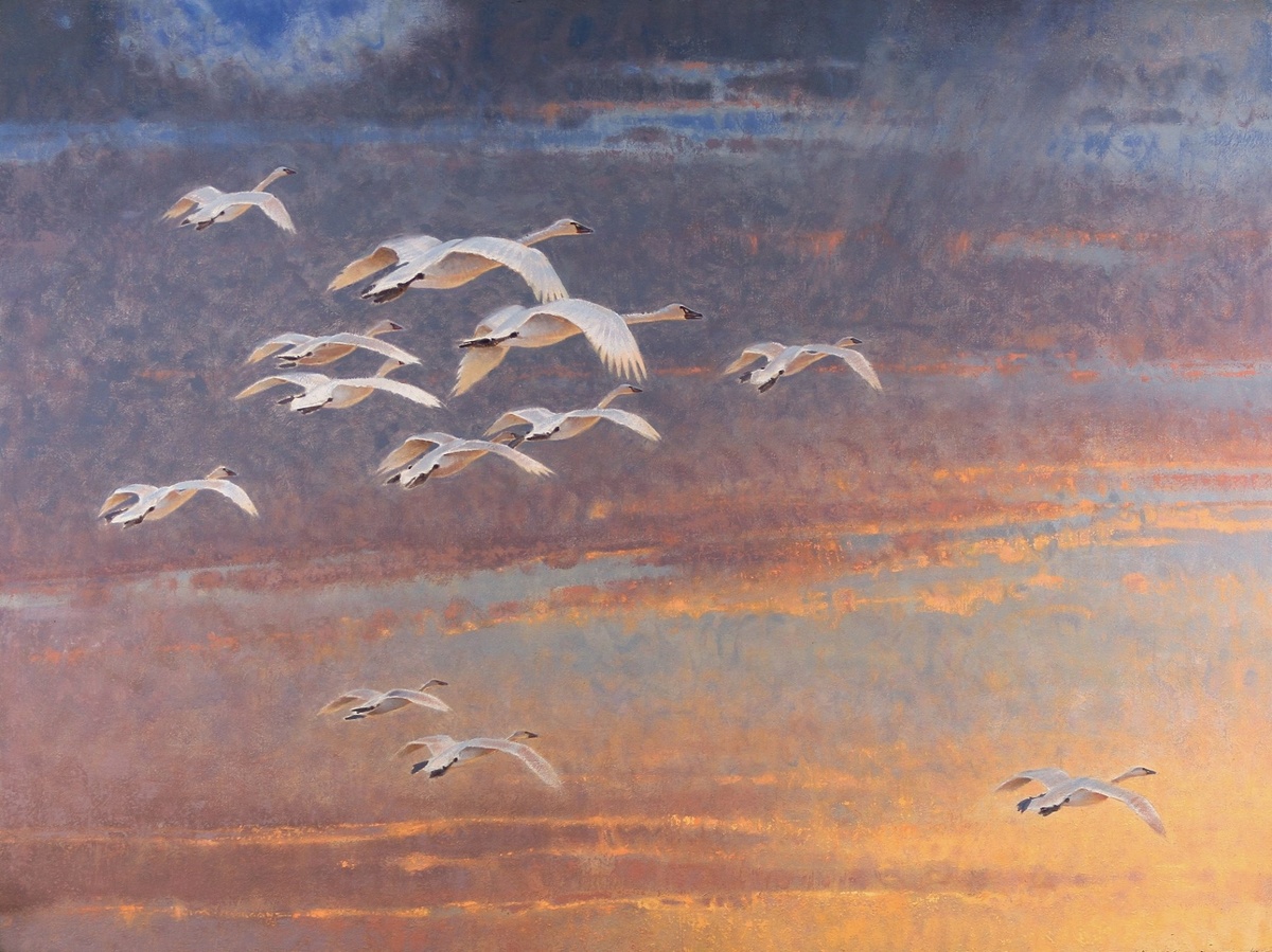 С севера. Американские тундровые лебеди возвращаются...