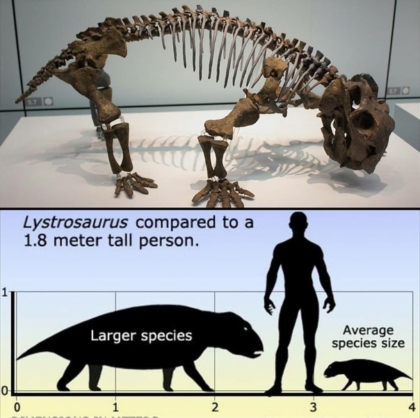 Листрозавры во время пермь-триасового вымирания значительно уменьшили свой размер. Сильное уменьшение размеров животных характерно для всех вымираний.