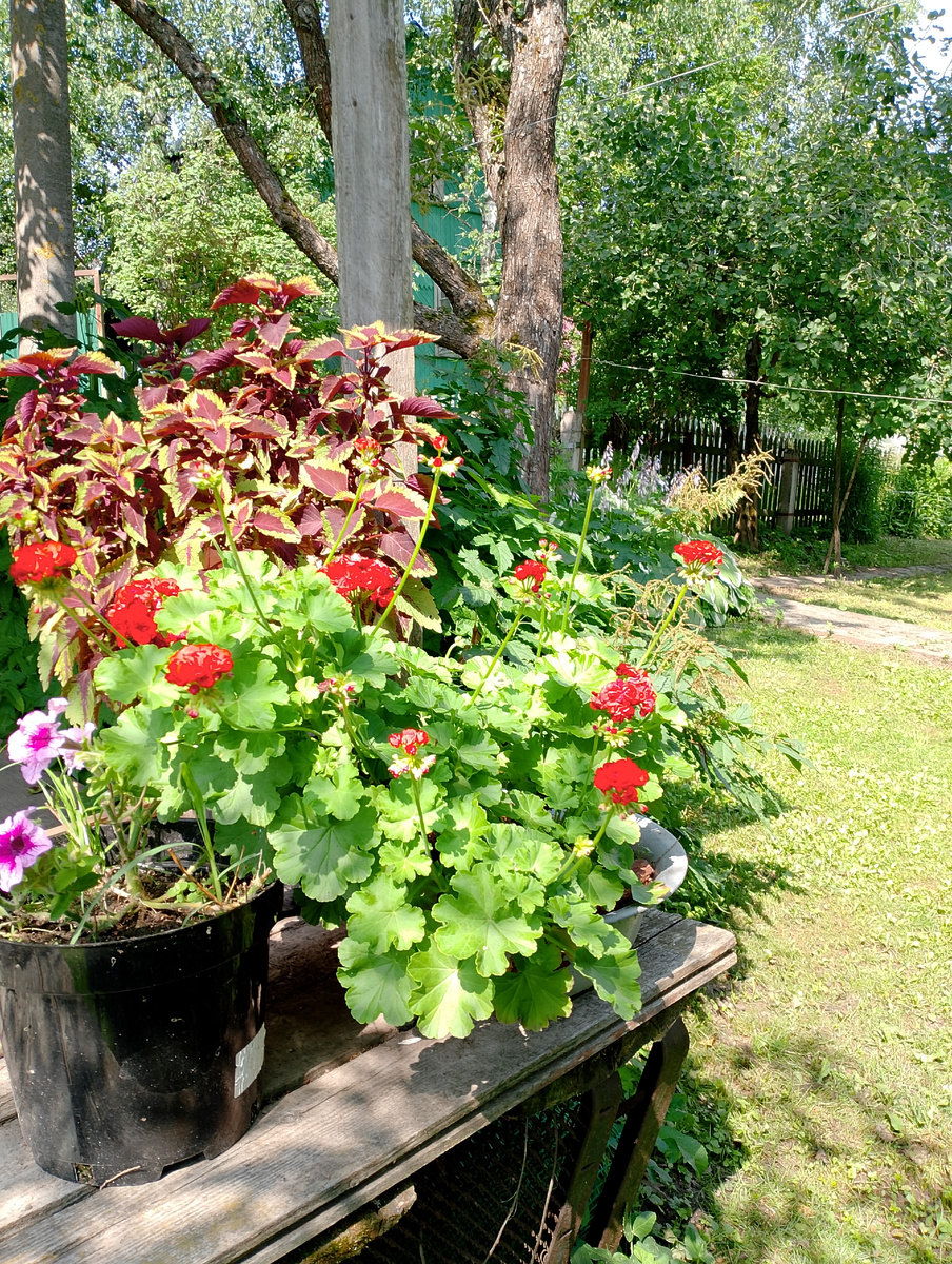 Колеус и пеларгония в июле. И скромная петуния рядом.