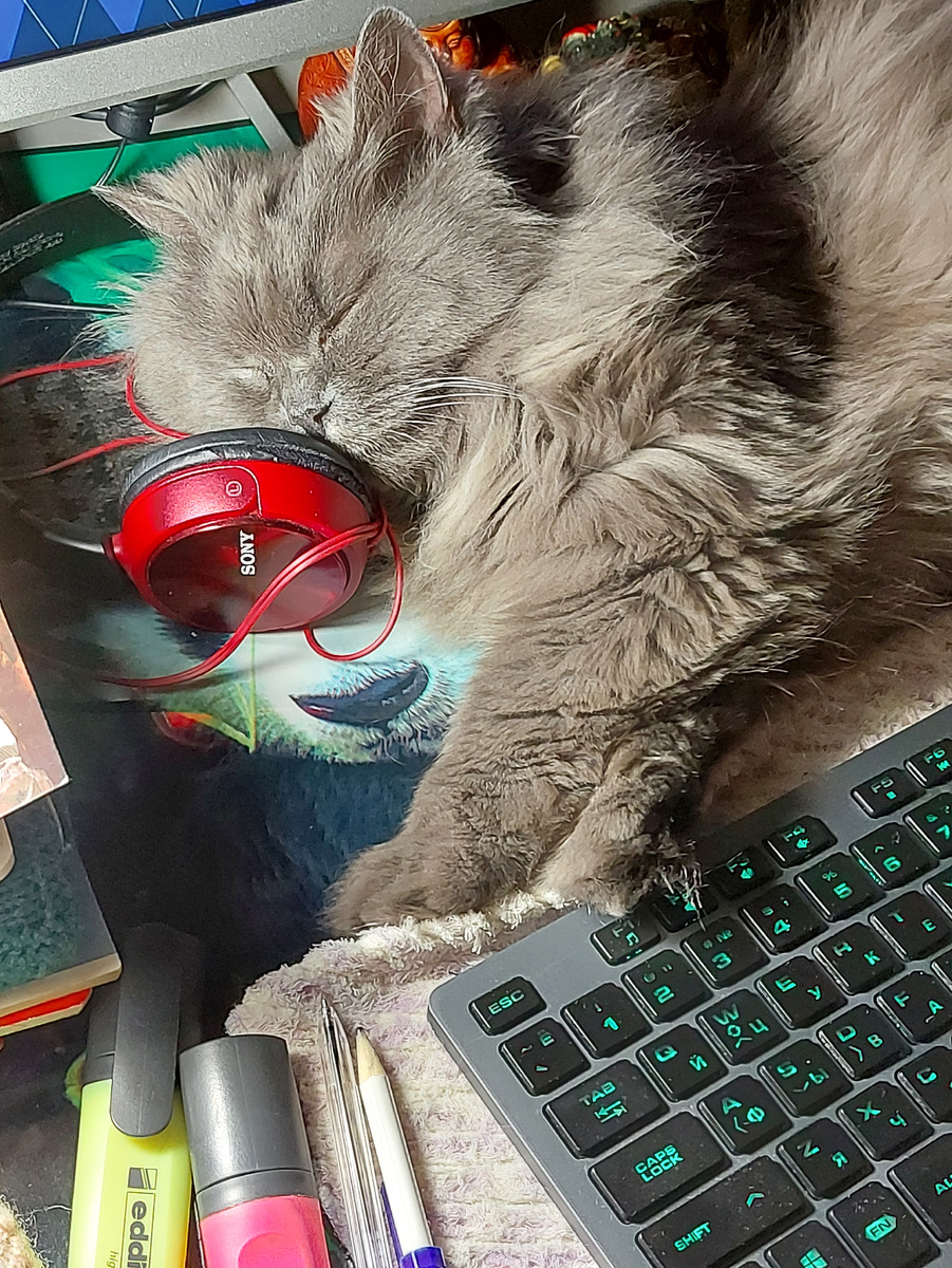 Моя кошечка активно поддерживает мой авторский пыл:))