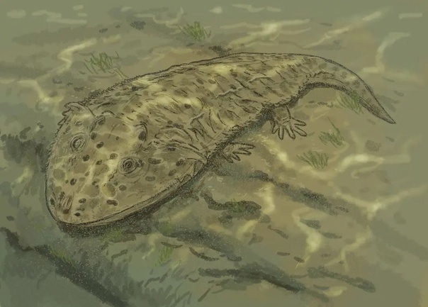 Акантостоматопс 