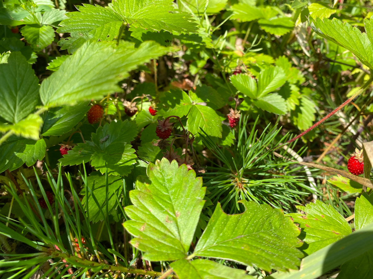 Летом Ромашковский лес полон земляники... Фото автора