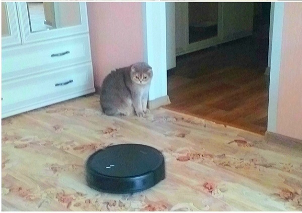 ФОТО МОЕГО КОТА