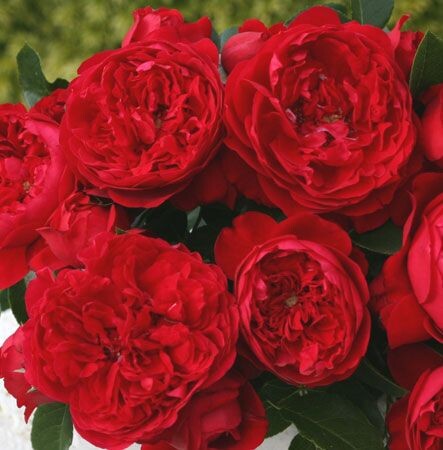 Роза спрей Эротик Рококо