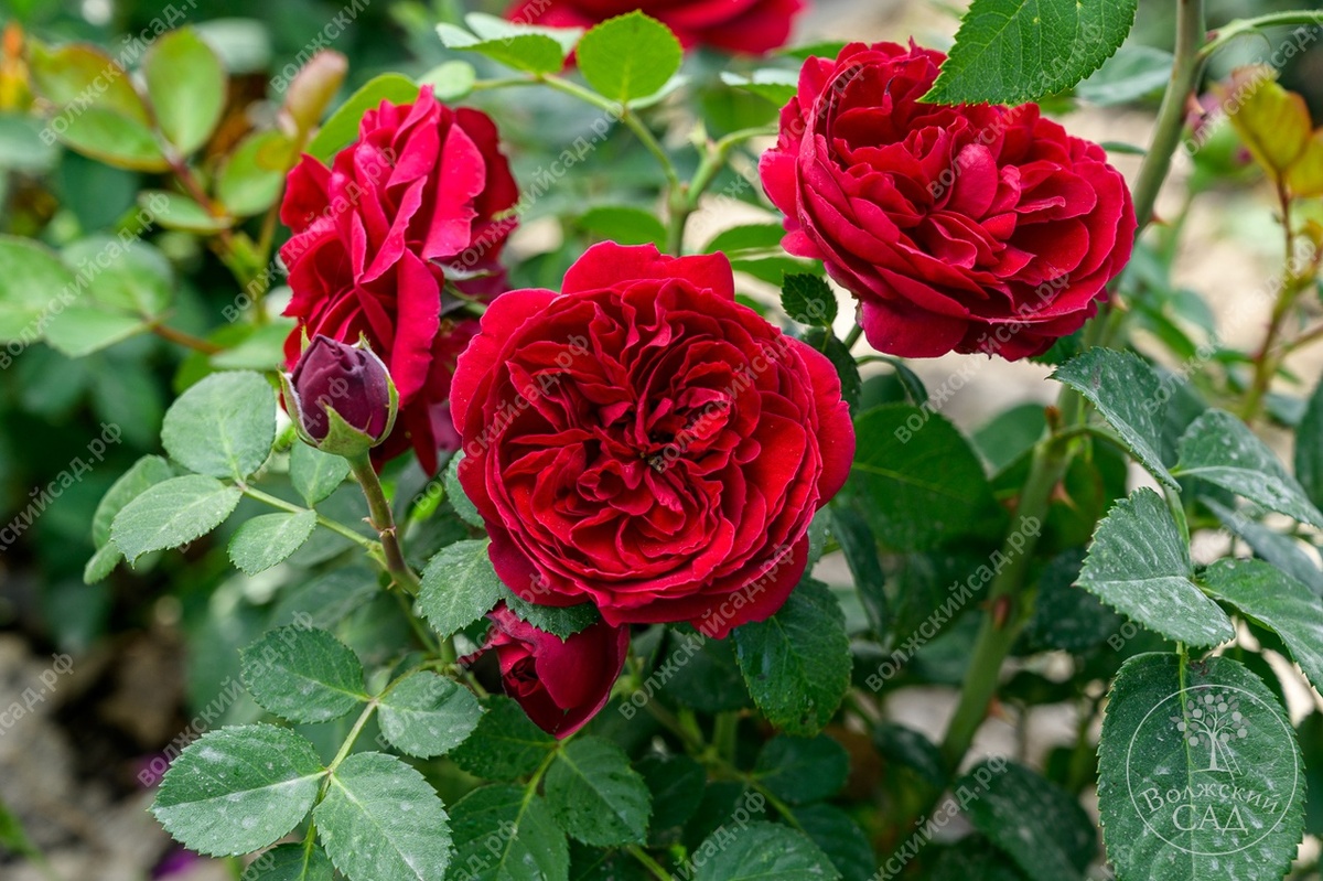 Роза спрей Эротик Рококо