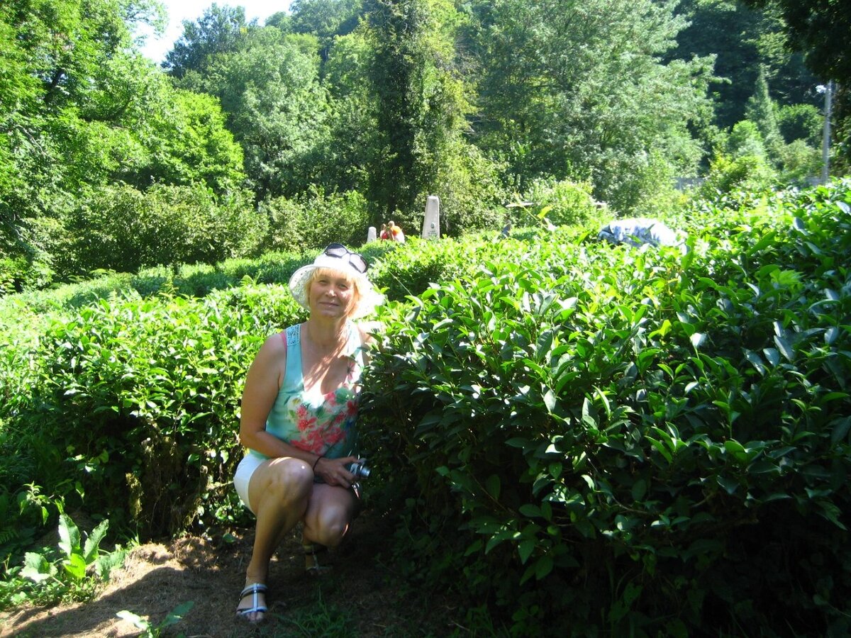 На чайной плантации в Солох-Ауле 2015 г. 