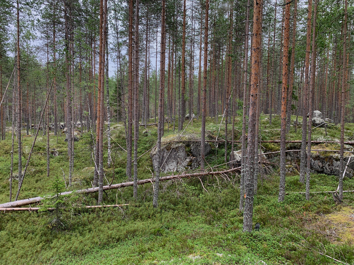 Молоденькие деревья тут не случайно. В этих местах, как говорят местные, было "три войны" и если посмотреть на старые фотографии, то после боёв от леса ничего не оставалось, его "выкашивало" снарядами и вырубали солдаты для своих нужд.