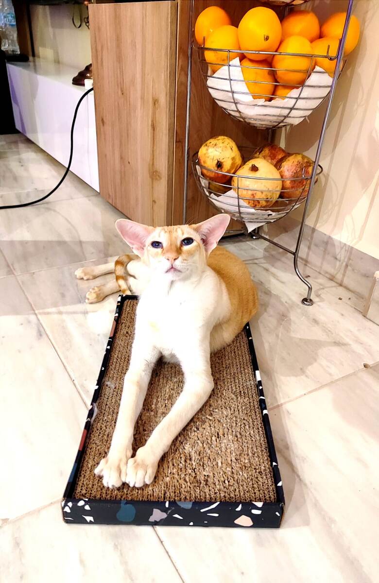 "Это моя когтеточка и я на ней сижу!" - кот Тутанхамон (фото из личного архива)