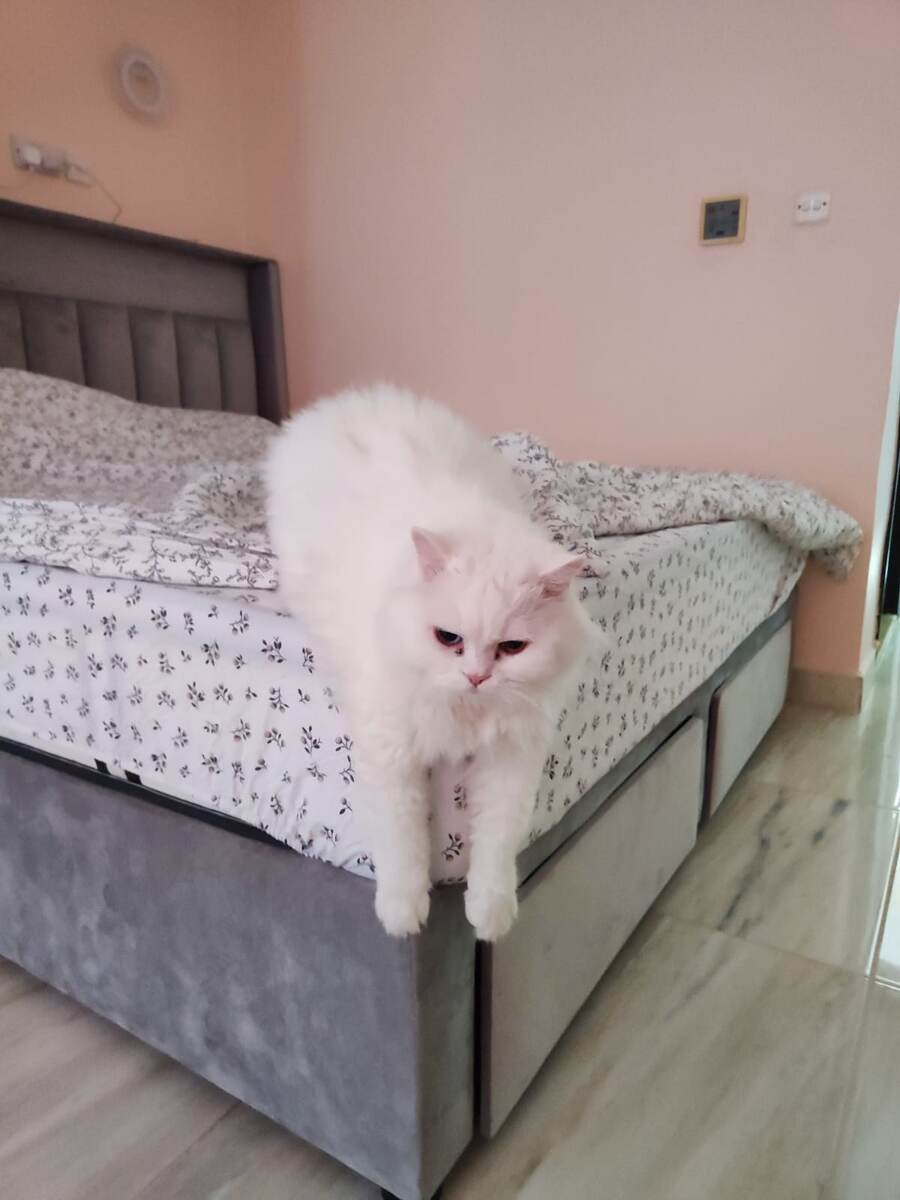 "Чего-то, только проснулся, и уже загрустил..." - кот Самбус