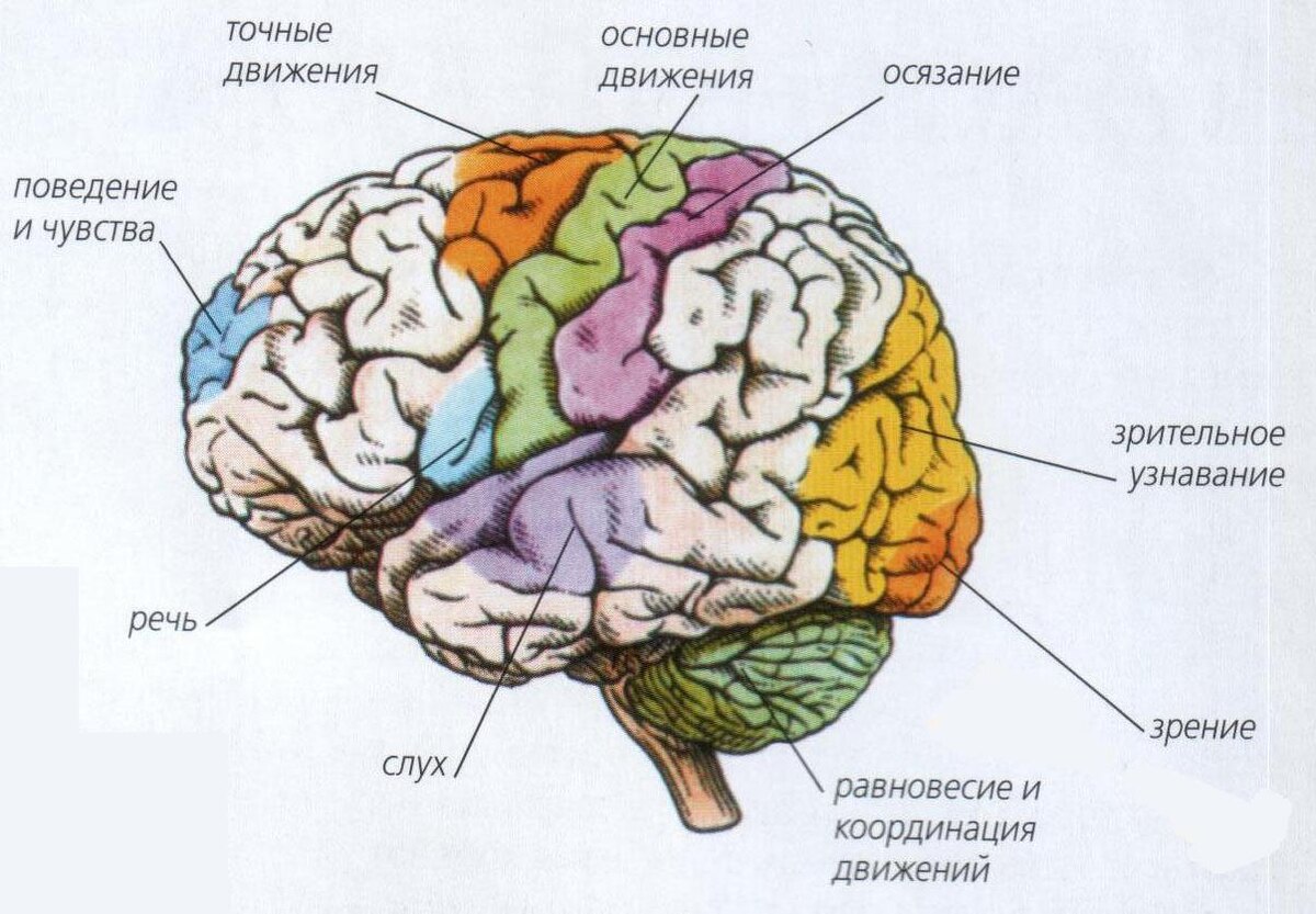 Карта зон мозга и их зона ответственности