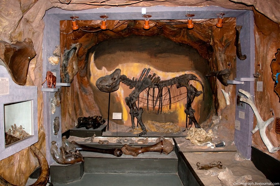 Скелет шерстистого носорога, кости которого были найдены в 1920 г. на р. Большой Иргиз около города Пугачёва Самарской губернии (сейчас Саратовская область).