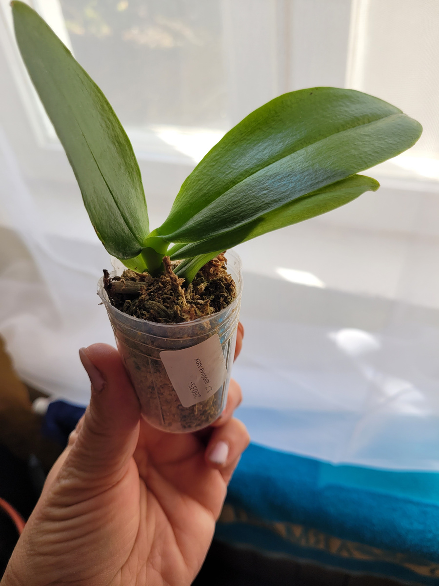 Маленьки росток 