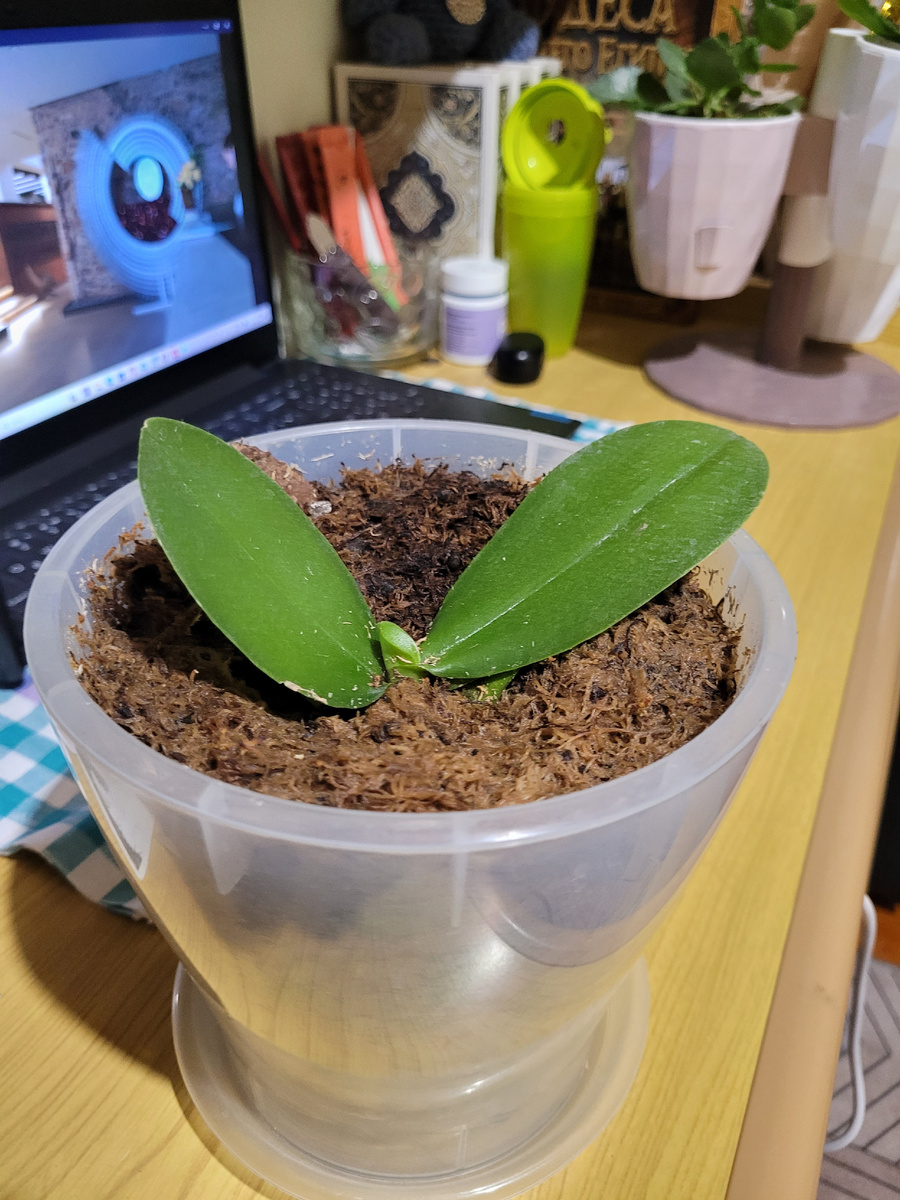 Росток окреп