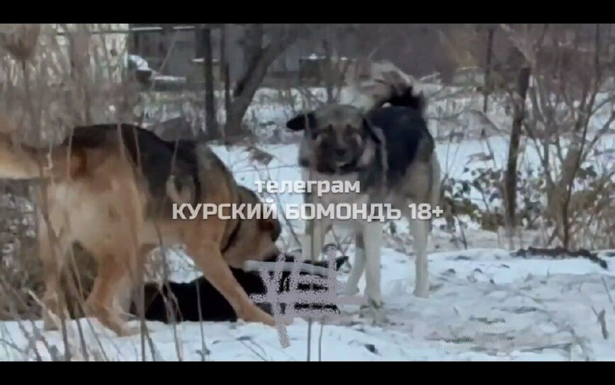     Фото: тг-канал «Курский бомонд»