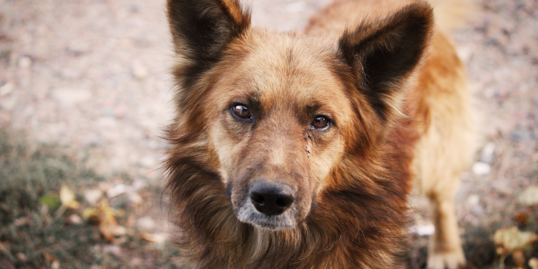 На территории школы ученицу покусал бродячий пес: кто виноват
