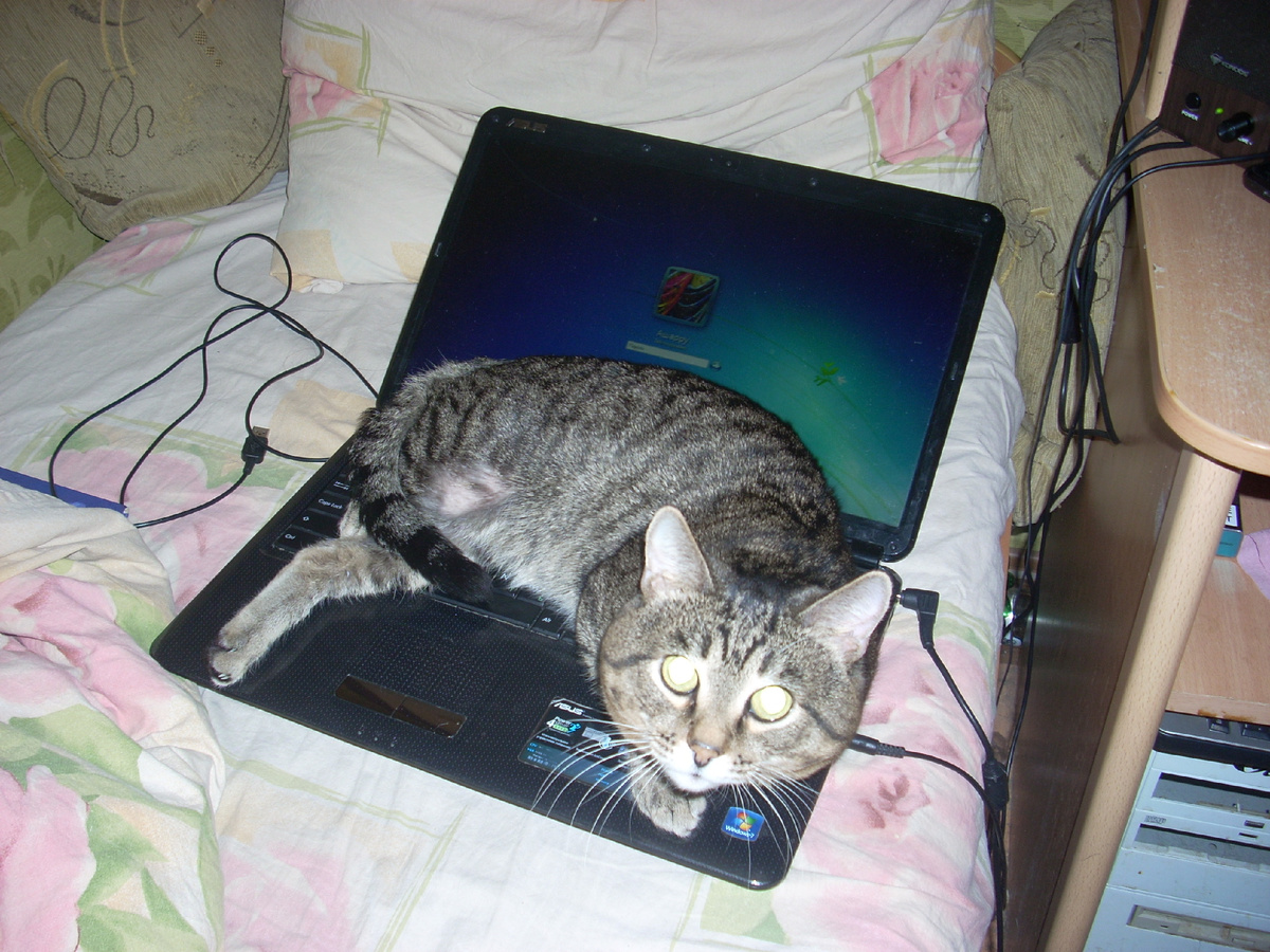 Фото автора. Это был дочин кот