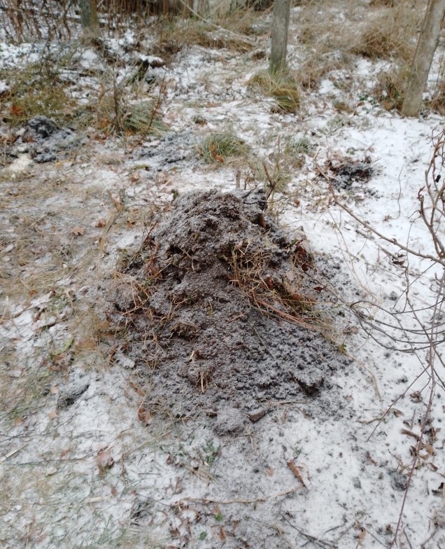 Не кротовья куча. Там, под землёй зазимовала плетистая роза. Я её обрезаю, так как плети всё равно вымерзают.
