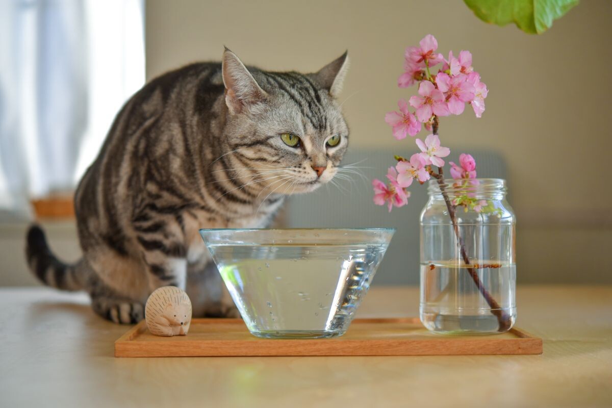 Кот пьёт воду 