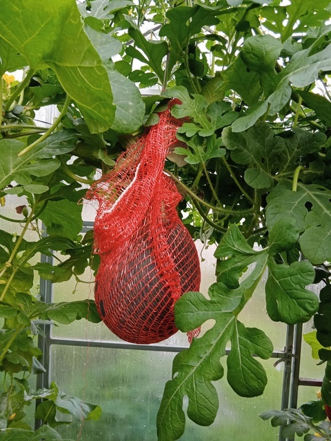 Этот арбуз вырастил мой сын.