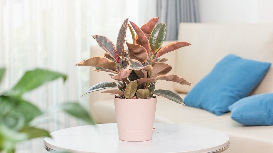 ShutterStock/Fotodom.ru