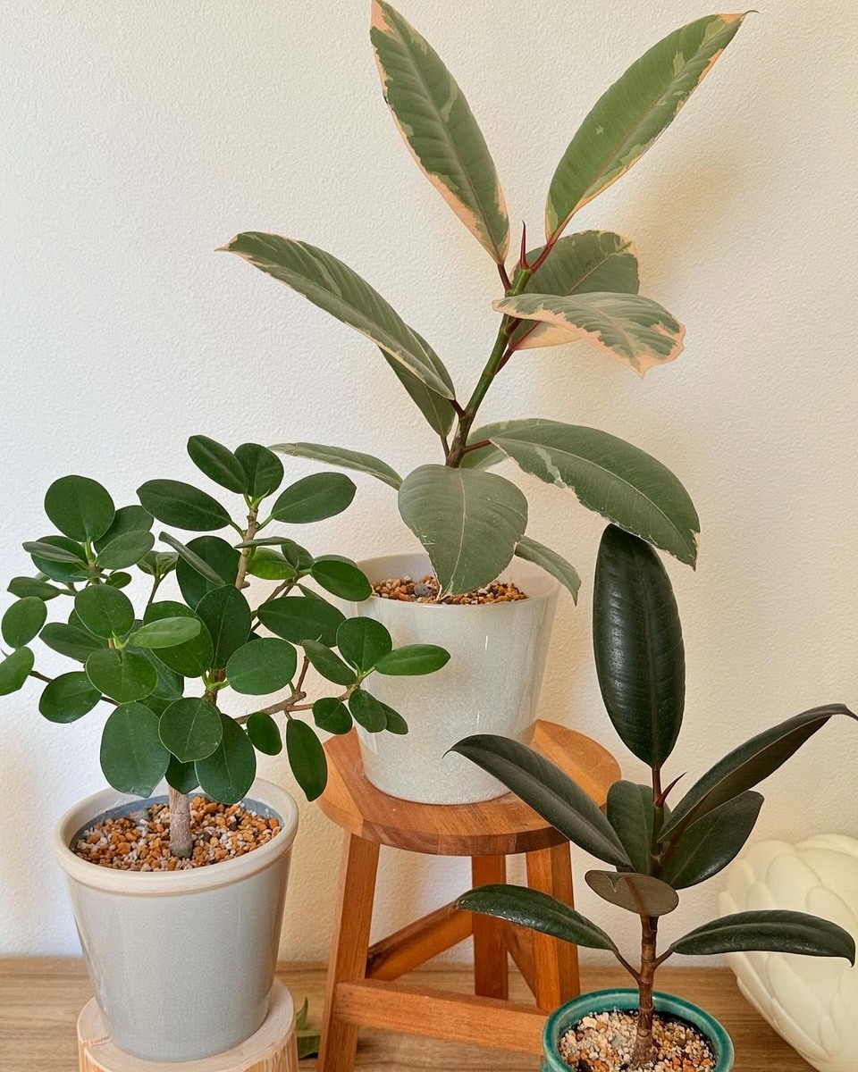    Соцсети блогера fu_ku_mo_chi