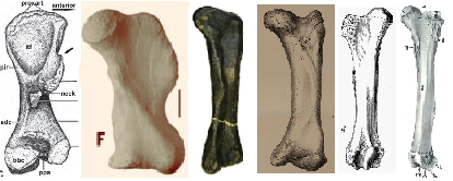 Слева-направо: пермская казеида, позднетриасовая лисовица, юрский апатозавр, меловой трицератопс, олигоценовый парацератерий, африканский слон.