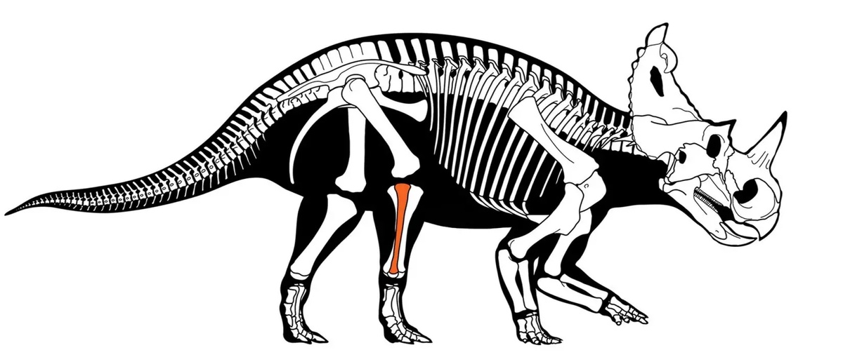 Скелет центрозавра (прежнее название - моноклон) В 1997-2005 гг признали, что моноклоны это лишь детёныши центрозавров.
