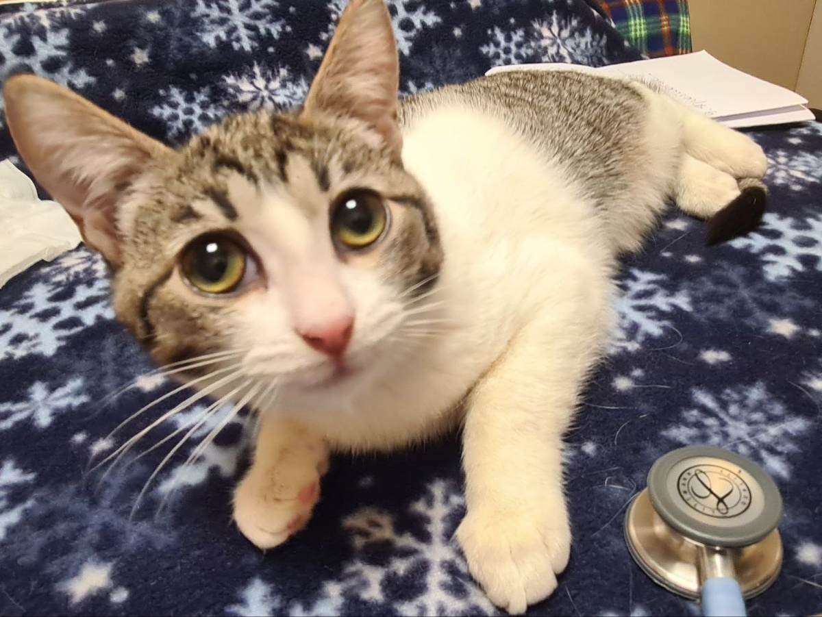 Мари на приëме у врача