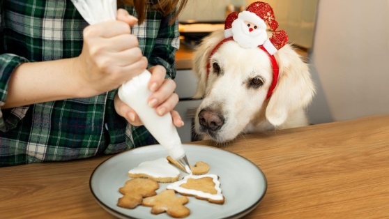    Чем занять собаку, когда вы готовите блюда на новогодний стол: советы кинолога Андрей Бурков