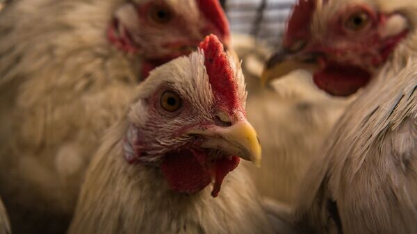    © Sputnik / Алексей Ковалев