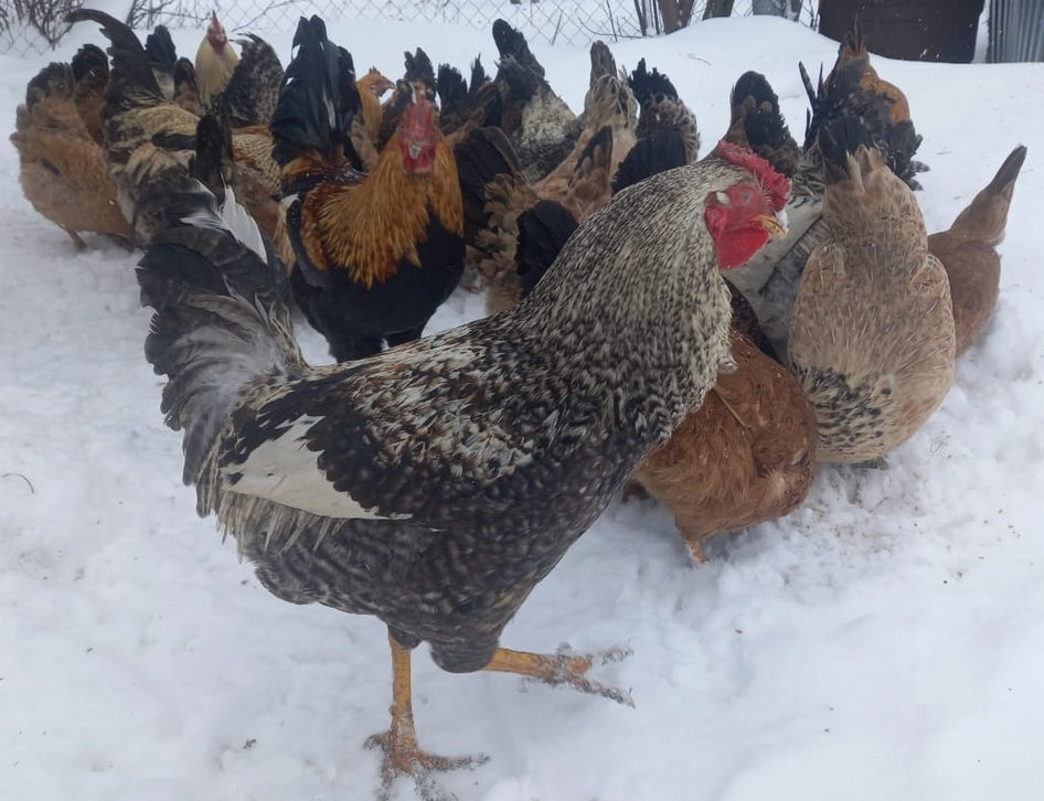 Куры зимой