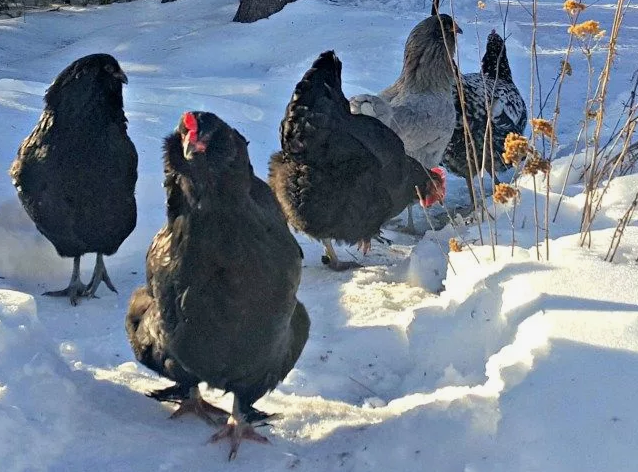 Курв на прогулке