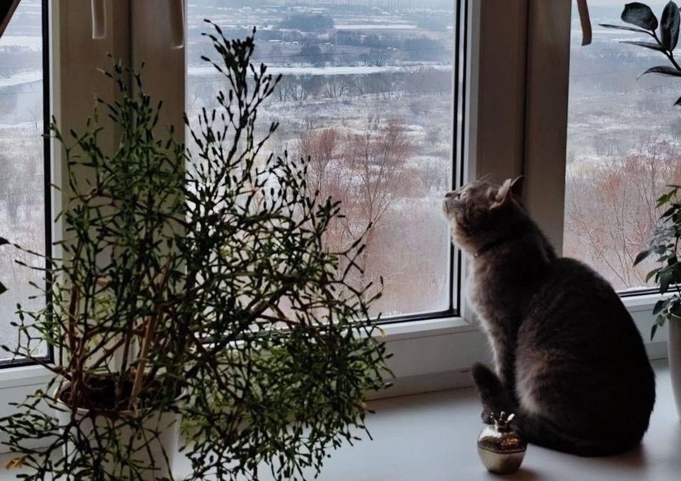 Кот Дымок дома
