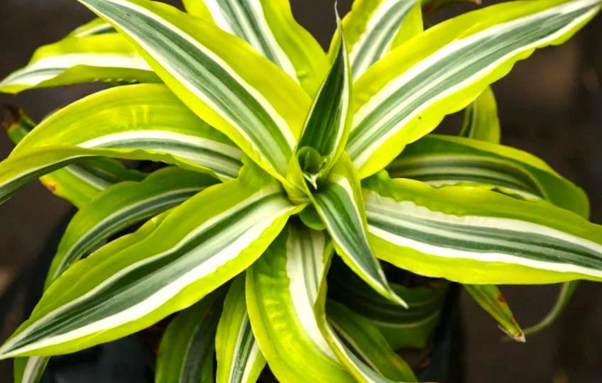 9 правил ухода за ДРАЦЕНОЙ: как превратить чахлое растение в тропическую красавицу