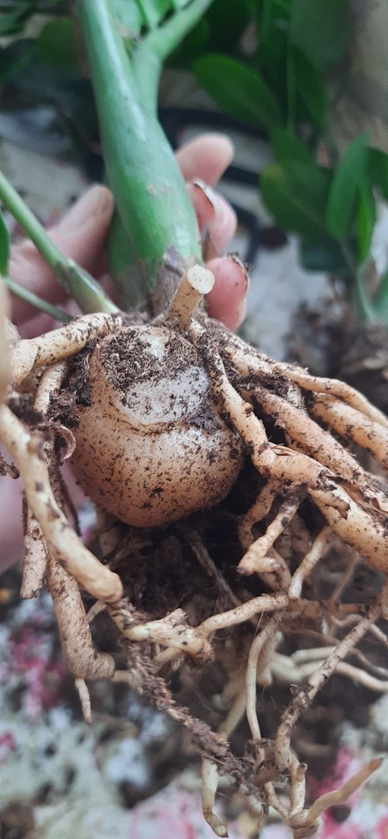 Каждый полноценный росток имеет такой клубень