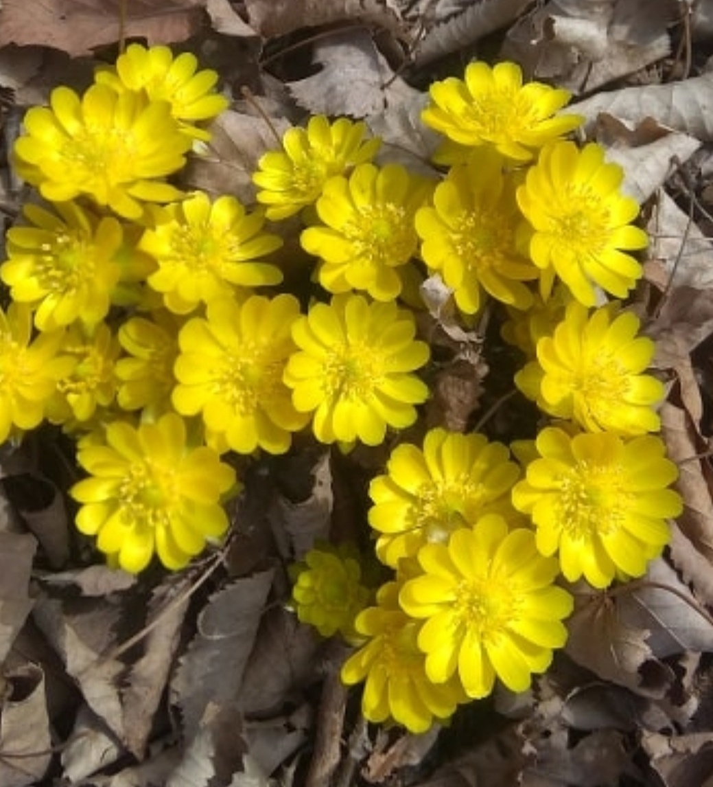 Адонис амурский. Автор фотографии, а также заголовка этой публикации - Lana Gatto