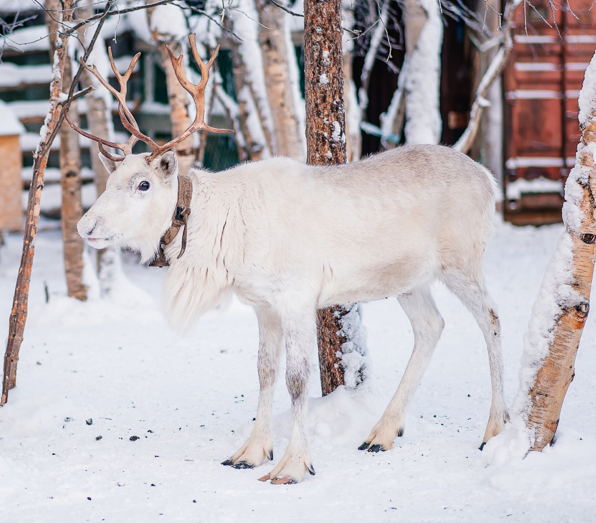 Фото: vk.com/loparskaya