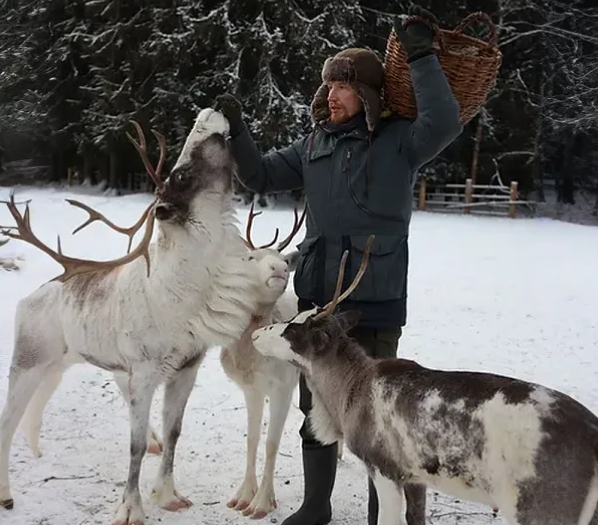 Фото: olenikoni-spb.ru