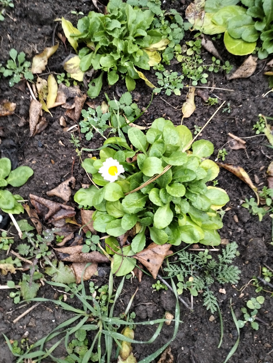 Зацвели маргаритки. Не хотели подождать весну