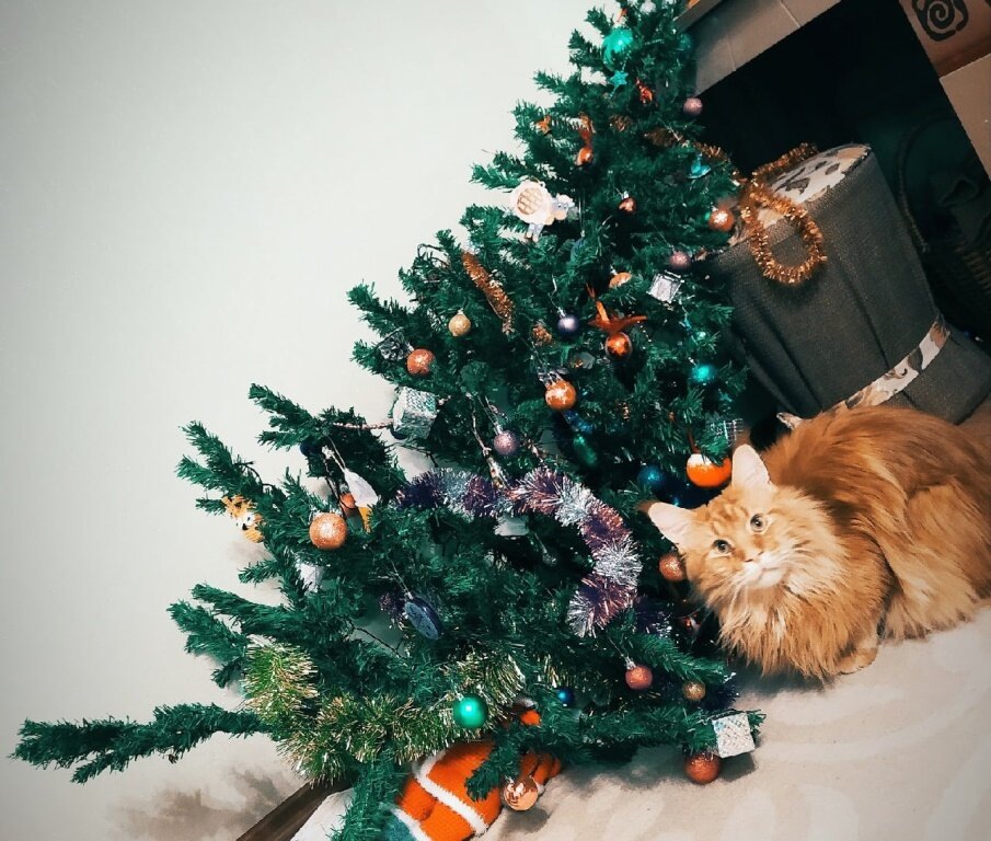 Фото с сети интернет