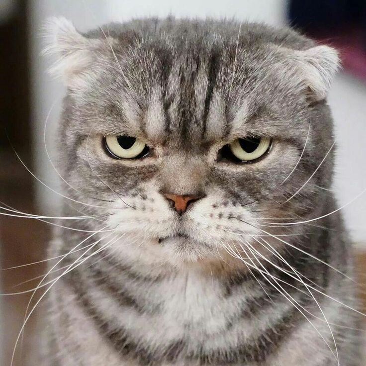 Фото с сети интернет