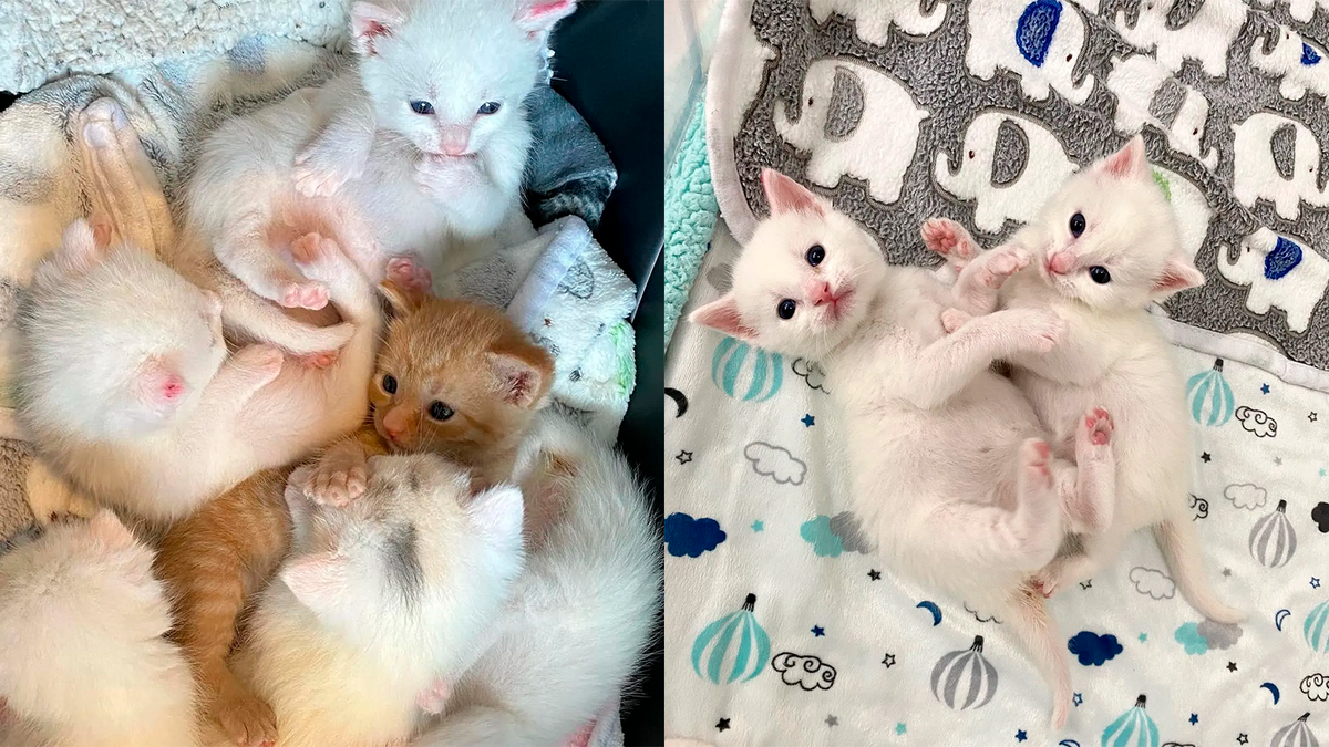    Котята с самого младенчества стараются держаться вместе