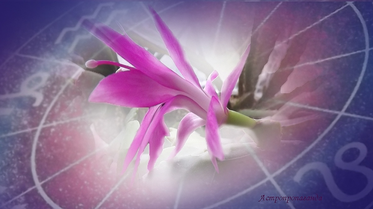 Гороскоп с 16 по 22 декабря 2024: не спешите с начинаниями. 