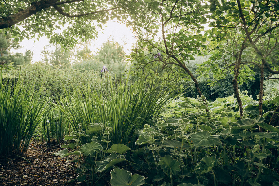 Иллюстрация сада дизайнера из журнала In/Ex